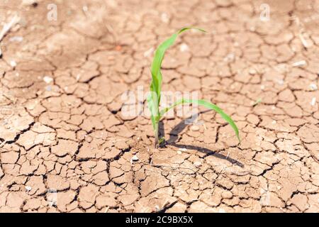 Les cultures de maïs souffrent de la sécheresse. Champ de maïs avec sol très sec. Champ de maïs sec en Turquie. Sécheresse extrême à Adana. Agriculture Banque D'Images
