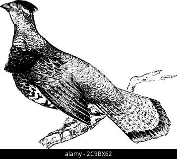 Le tétras à revers est un oiseau semblable à un poulet avec une légère crête, une queue en forme de éventail et une queue à bande noire dans les Phasianidae, un dessin de ligne vintage ou une gravure illust Illustration de Vecteur
