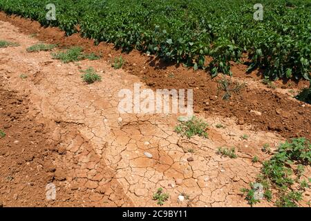 Les cultures de poivre souffrent de la sécheresse. Champ de poivre avec sol très sec. Champ de poivre sec dans la dinde. Extrême droogte à Adana. Agriculture Banque D'Images