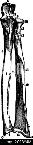 L'Ulna est l'os médial de l'avant-bras qui s'étend du coude au plus petit doigt, dessin de ligne vintage ou illustration de gravure. Illustration de Vecteur