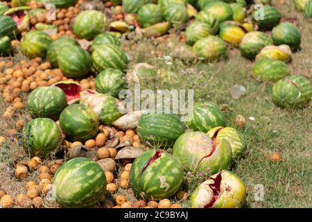 Pastèque pourrie, déchets de fruits pourris qui peuvent être transformés en eau bio-fermentée et en EM organique. Banque D'Images