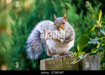 Un écureuil gris dans un parc anglais Banque D'Images