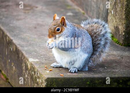 Un écureuil gris dans un parc anglais Banque D'Images