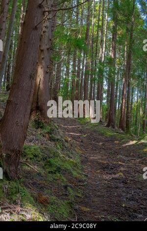 Sentier de randonnée de Gruta do natal sur l'île de Terceira aux Açores. Banque D'Images