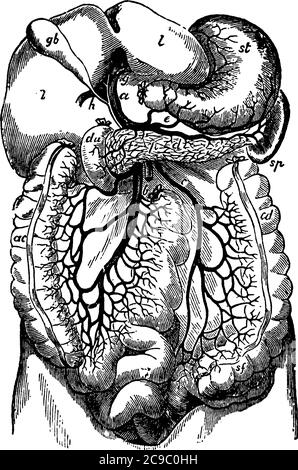 Représentation typique de la veine porte et de ses branches, avec ses parties étiquetées foie, vésicule biliaire, rate, estomac, pancréas, croissant an Illustration de Vecteur