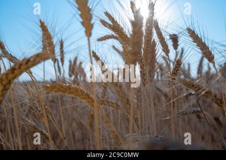 Mûres grandes oreilles dorées de blé contre le ciel bleu et le fond du soleil. Gros plan, nature. Riche récolte estivale Banque D'Images