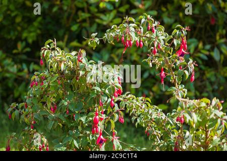 Fleurs roses et pourpres de Fuchsia vivace Mrs Pople poussant dans un jardin anglais en juin Banque D'Images