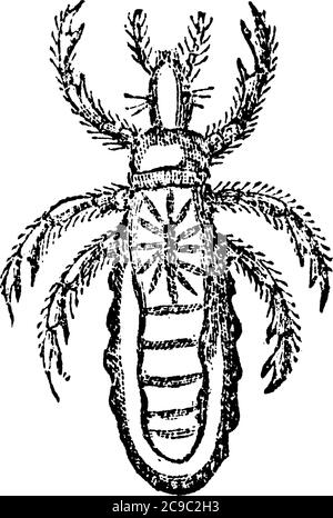 La souris de crabe est une ectoparasites de l'être humain, dessin de ligne vintage ou illustration de gravure. Illustration de Vecteur