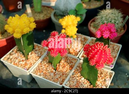 Collection de plantes cactus colorées de Hibotan cactus pr Moon à la Maison Veranda Banque D'Images