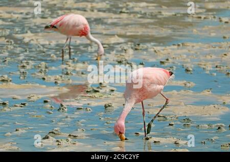 Paire de Flamingos roses qui broutage dans les eaux salines peu profondes du lac Laguna Hedionda dans l'Altiplano bolivien, Potosi, Bolivie, Amérique du Sud Banque D'Images