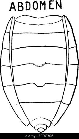 Abdomen, partie externe du corps de stik Bug., dessin de ligne vintage ou illustration de gravure. Illustration de Vecteur