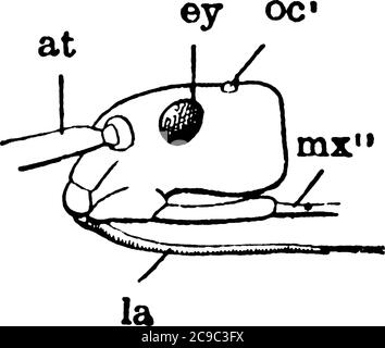 La vue latérale de la tête de bug de stik, il se compose d'oeil, maxilla, antenne, mandibule, et labium., dessin de ligne vintage ou illustration de gravure. Illustration de Vecteur