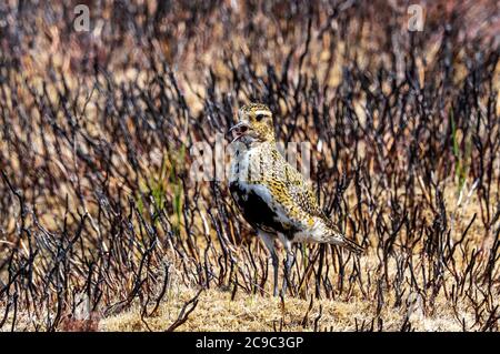 Jeune Golden Plover - Béamsley moor. Yorkshire Banque D'Images