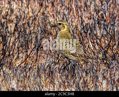 Jeune Golden Plover - Béamsley moor. Yorkshire Banque D'Images