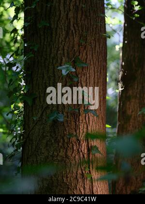 Hedera Helix, ivy commun, ivy anglais, ivy européen, ou simplement ivy, une plante à fleurs de la famille des Araliaceae, une vigne grimpante à feuilles persistantes. Banque D'Images