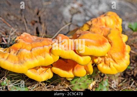 Soufre Porling, Laetiporus sulfureus, en gros plan Banque D'Images