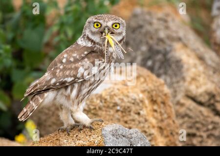 Le petit hibou, Athene noctua, se dresse sur une pierre avec un criquet dans son bec. Banque D'Images