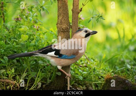 geai européen (Garrulus glandarius) sur un beau fond. Banque D'Images