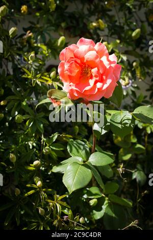 Rosa Leaping Salmon en accrochant un mur a également occupé Bya passion floraison d'un jardin anglais Banque D'Images