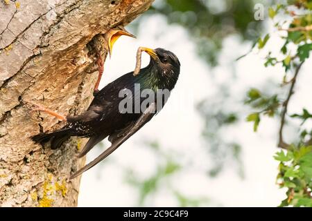 Le Starling commun, Sturnus vulgaris avec un ver dans son bec, il nourrit son nid. Banque D'Images
