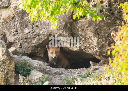 Deux petits renards rouges près de son trou. Vulpes vulpes. Banque D'Images