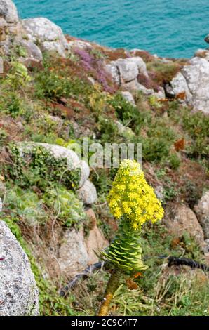 Un jardin de rockery maritime à flanc de falaise de Cornouailles avec une fleur d'Aeonium arboreum en août au Royaume-Uni Banque D'Images