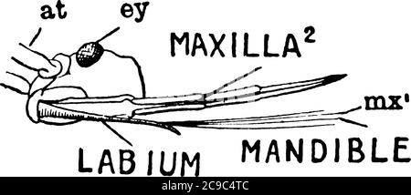 La vue latérale de la tête de bug de stik, il se compose d'oeil, maxilla, mandibule, et labium., dessin de ligne vintage ou illustration de gravure. Illustration de Vecteur