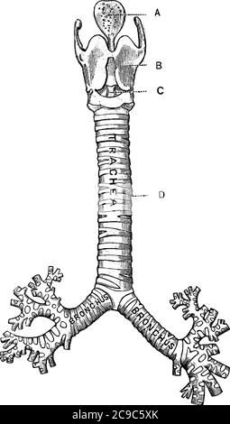 La vue de face du larynx, trachée, avec les parties représentées, A, épiglottis; B, cartilage thyroïdien; C, membrane cricothyroïde, se connectant au Illustration de Vecteur