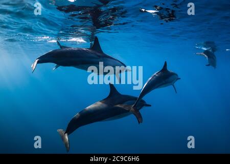 Famille de dauphins spinner dans l'océan tropical bleu avec la lumière du soleil. Dauphins sous l'eau Banque D'Images
