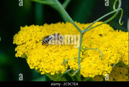 Assemb sp. Abeille minière Banque D'Images
