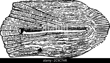 Représentation typique de l'échelle cycloïde du poisson à partir de la ligne latérale d'Odax linealus, dessin de ligne vintage ou illustration de gravure. Illustration de Vecteur