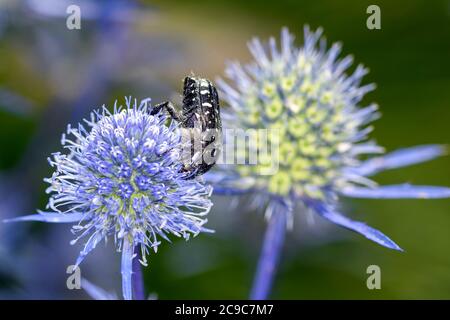 Coléoptère rose tacheté blanc - Oxythyrea Funesta - reposant sur l'eryngo bleu - Eryngium palmatum Banque D'Images