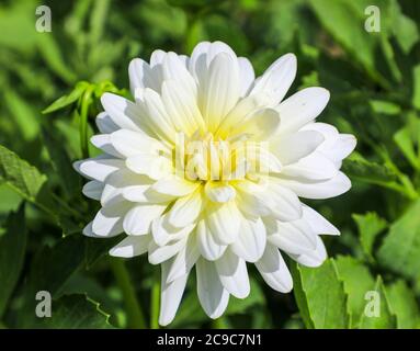 Gros plan d'une tête de fleur blanche d'une « Reine de glace » Dahlia à la National Dahlia Collection, Penzance, Cornouailles, Angleterre Banque D'Images