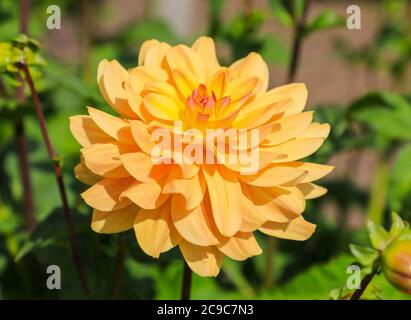 Gros plan sur une fleur orange d'un Dahlia 'Coral Strand' à la National Dahlia Collection, Penzance, Cornouailles, Angleterre Banque D'Images