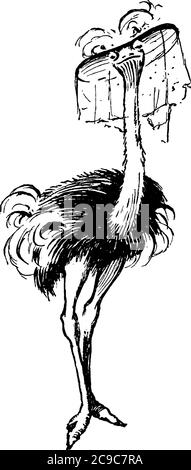 Un autruche dans un cirque. L'autruche commune, l'espèce Struthio camelus et l'autruche sont les plus grands oiseaux vivants, de six à huit pieds Illustration de Vecteur