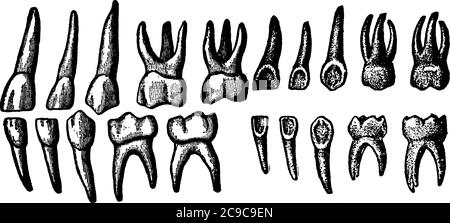 Vingt dents temporaires, appelées dents primaires ou dents de bébé. Ils sont le premier ensemble de dents dans le développement de croissance des humains, le dessin de ligne vintage Illustration de Vecteur