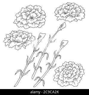 Carnation fleur graphique noir blanc isolé esquisse illustration vecteur Illustration de Vecteur