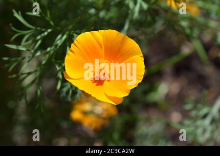 La Californie ou le pavot d'or - Eschscholzia californica. Banque D'Images