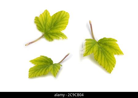 Ensemble de feuilles de cassis isolées sur fond blanc Banque D'Images