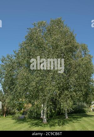 Feuillage d'été d'un bouleau de l'ouest de l'Himalaya à feuilles caduques (Betula utilis var. Jacquemontii) en pleine croissance dans un jardin du Devon rural, Angleterre, Royaume-Uni Banque D'Images