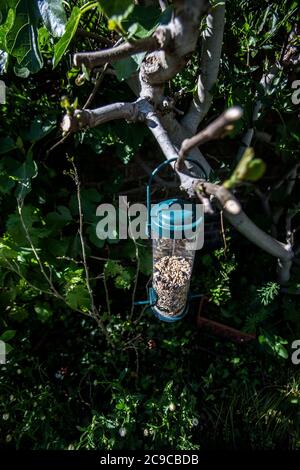 Mangeoire à oiseaux accrochée au poirier dans le jardin de Londres Banque D'Images