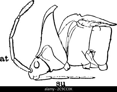 La vue latérale de la tête de bug de stik, il se compose d'oeil, maxilla, antenne, mandibule, tube d'aspiration, et labium., dessin de ligne vintage ou de gravure illustrat Illustration de Vecteur