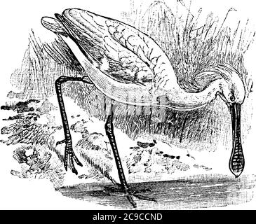 Une représentation typique de l'oiseau à longues pattes, Spoonbill avec des grosses et spatulées bills, à la recherche de sa proie, sur le sol, ligne vintage Illustration de Vecteur