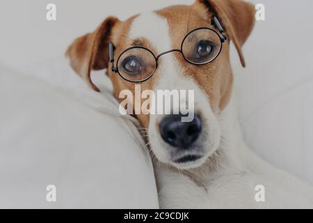 Gros plan de chien brun et blanc reste dans le lit, porte des lunettes rondes transparentes et regarde directement l'appareil photo. Jack russel terrier en lunettes. Intel Banque D'Images