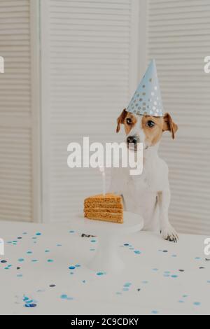 Chien d'anniversaire en chapeau de cône, pose près d'anniversaire gâteau fait maison avec bougie, étant sur la fête des animaux, regarde quelque part, pose près de la table dans la cuisine confortable Banque D'Images