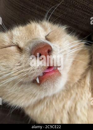 Mon Chaton Dort Avec Sa Langue Dehors Photo Stock Alamy