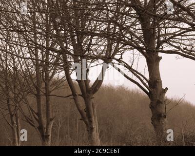 Arbres stériles en hiver dans le Yorkshire. Banque D'Images