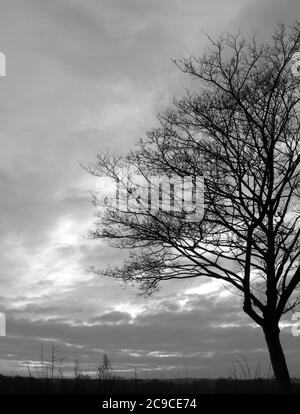 Arbres stériles en hiver dans le Yorkshire. Banque D'Images