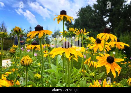 Echinacea fleurit sur fond vert nature, gros plan. Fleurs jaunes pour la médecine de fines herbes. Patch de conefère dans la prairie. Banque D'Images