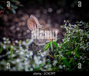 Lapin à queue de cotonnière de l'est (Sylvilagus floridanus), se nourrissant d'une plante de jardin, Manitoba, Canada. Banque D'Images